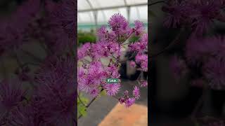 Thalictrum Black Stockings  Tall Purple Flowers [upl. by Salhcin980]