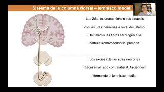 Tema 4 Médula espinal tractos ascendentes [upl. by Oliva]