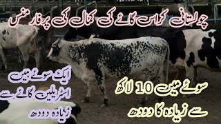 Cholistani cow ka heraan kun milk  best ever cow breed cholistani [upl. by Hanahs342]