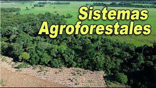 QUÉ SON LOS SISTEMAS AGROFORESTALES [upl. by Dov]