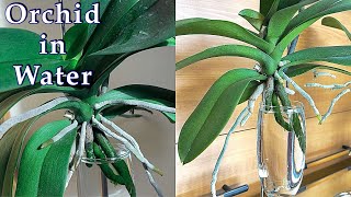 Secrets to Grow Orchids in Water 1 [upl. by Lattimer]