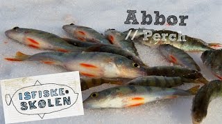 Fiske abbor på isen 2  How to icefish perch 2  Isfiskeskolen Ep4 [upl. by Justicz]