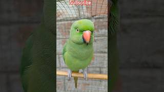 Parrot song parrot voice birds 🦜 funny shots videos parrottalking Parrotkingchandan [upl. by Llewen427]