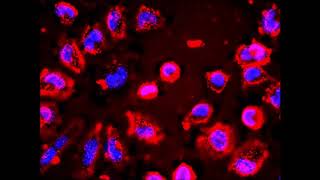 Enhanced Uptake of Luminescent Quantum Dots by Live Cells Mediated by a MembraneActive Peptide [upl. by Ieppet]