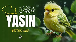 Gentle Surah Yasin Yaseen سورة يس  Feel the Peace in Every Word of This Recitation  AlTaqwa TV [upl. by Eelac265]