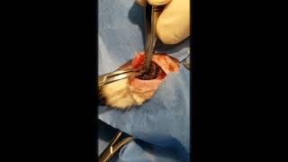 This is the BIGGEST CUTEREBRA you will ever see removed in your life  Cuterebra Removal from Rabbit [upl. by Stark]