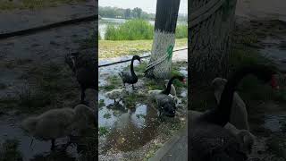 A pair of black swans and their babies 一对黑天鹅和他们的宝宝们 [upl. by Jonathan]