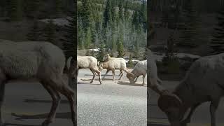 Rocky mountain bighornship😍 shortvideo wildlifeanimals beautifulanimals nature animals [upl. by Acinomaj740]