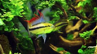 Apistogramma trifasciata display  Female protecting cave [upl. by Atirma]