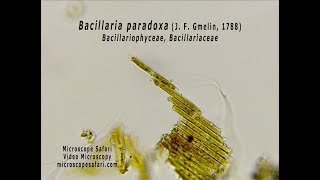 Bacillaria paradoxa diatom [upl. by Idleman877]