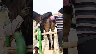 horse kinganimal horselover animalhomeland equestrian animalspc horseriding animalchanneltv [upl. by Estella]