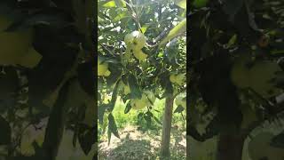 Kashmir Green Apple Trees🍏🍏 kashmir appletrees viralvideo youtubeshorts trendingshorts [upl. by Nive898]