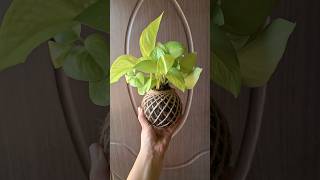 Money Plant Kokedama Delivering PAN India Whatsapp on 7078792436 to place order kokedama diy [upl. by Atiluj]