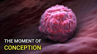 Watch the moment the egg is fertilized [upl. by Moses]