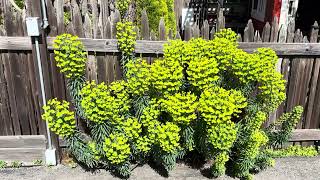 Euphorbias amp Cymbidiums proliferating with Blooms Wisdom Collective by Rena [upl. by Hannazus]