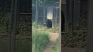 Itchy Black Bear Binder Park Zoo Battle Creek Michigan [upl. by Iives]