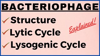 Lytic and Lysogenic Cycle Differences  Bacteriophage Replication Structure Life Cycle Notes Diagram [upl. by Nolyaj780]