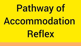 Accommodation Reflex PathwayComplete Explaination [upl. by Omrelliug444]