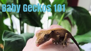 How To Care For Baby Crested Geckos [upl. by Nahguav]