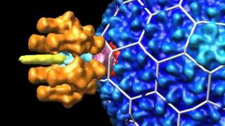 Phage P22 Virion at 17 Angstroms Resolution [upl. by Aliek81]