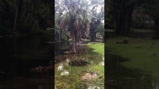 HURRICANE Idalia STORM SURGE Homosassa Florida [upl. by Welton]