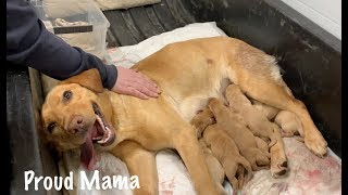 Puppies Being Born Natural Birth Highlights from Our Dogs First Litter [upl. by Fleck]