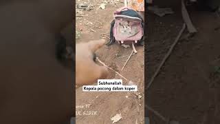 Bawa kepala pocong shorts viralvideo viraltiktok [upl. by Oaoj711]