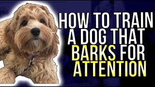 HOW TO TRAIN A DOG THAT BARKS FOR ATTENTION [upl. by Name73]