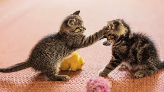 20 Minutes of Adorable Kittens 😍  BEST Compilation [upl. by Ttiwed864]