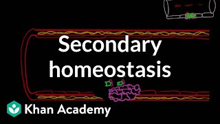 Secondary hemostasis  Advanced hematologic system physiology  Health amp Medicine  Khan Academy [upl. by Nodle]