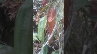 Kantong Semar nepenthes [upl. by Nady]