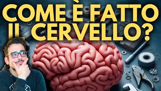 I SEGRETI del CERVELLO Anatomia e Funzioni  Ep 1 [upl. by Larissa649]