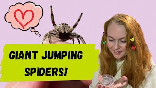 Unboxing GIANT jumping spiders WARNING cuteness overload [upl. by Hibbitts]