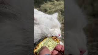 having corn 🌽 veggie Cat 🫠😊 do subscribe my YouTube channel🙏👋👍 catlover viral youtubeshort [upl. by Mirabella]