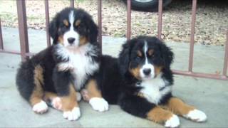 BOVARO DEL BERNESE CUCCIOLI [upl. by Yraillih20]