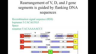 Immunogenetics part 1a [upl. by Winikka]