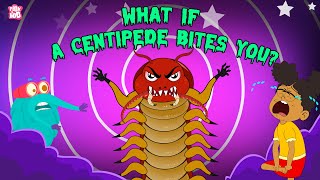 What if a Centipede Bites You  Are Centipedes Poisonous  Deadliest Insects  The Dr Binocs Show [upl. by Alan]