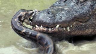 Python vs Alligator 09  Real Fight  Python attacks Alligator [upl. by Craggie215]