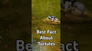 Best fact of turtles by fact and tech shorts fact sealifefacts animalsfact wildlife [upl. by Ahseei668]