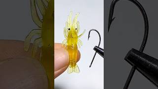 Tips for using shrimp for fishing fishing fishinglife [upl. by Einnel]