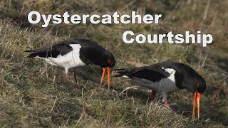 Oystercatcher Courtship  2022 [upl. by Grosberg769]