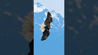 Crazy eagle makes perfect landing in razor sharp oysters bird birds wildlife eagles [upl. by Ahsenyl]