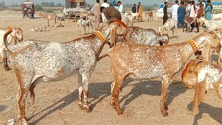 madrasa bakra Mandi latest update makhi cheeni baccho wali bakriyan Ajmal TV Hasilpur [upl. by Sylirama]