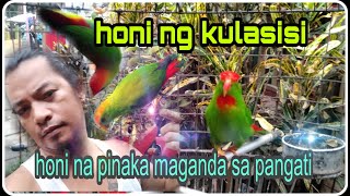 PINAKA MAGANDANG HONI NG KULASISI SA PANGATIkulasisi parrot kusihoninghangingparrot [upl. by Ahseat]