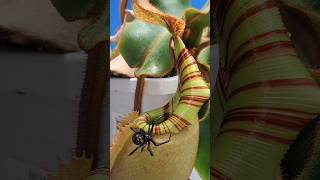 Nepenthes veitchii carnivorous plant closer look shorts [upl. by Daus]