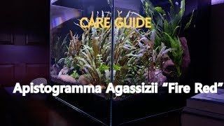 Apistogramma Agassizii “Fire Red” Dwarf Cichlid Species Profile [upl. by Sancho]