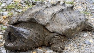 7 Tortues Les Plus Mortelles Et Dangereuses Du Monde [upl. by Ahsinna]