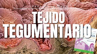 Tejido Tegumentario  Resumen Histología Ross📚 [upl. by Nagy]