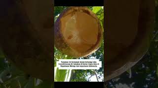 Alsomitra Macrocarpa cucumber plants plant java jungle seeds distribution shortvideo shorts [upl. by Eesak]