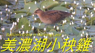 美濃小秧雞4KBaillons Crake in Meinong Lake [upl. by Tremann242]